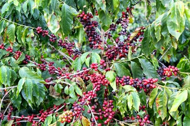 Wakulima Walime Kahawa Kwa Malengo DC Itunda, Kuwadhibiti 'Vishoka' | pesatu.co.tz