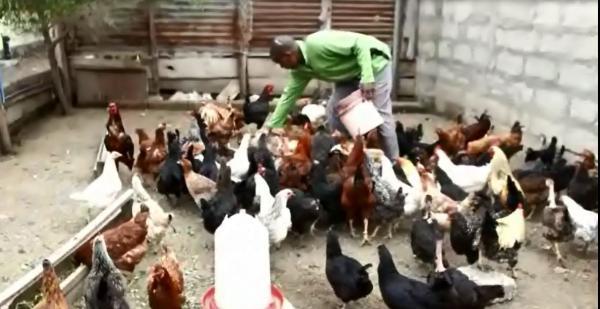 Magonjwa ya kuku broiler picture